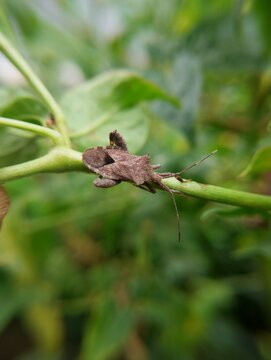 Macro photography of a brown leaf-footed bug perched on a plant stem.