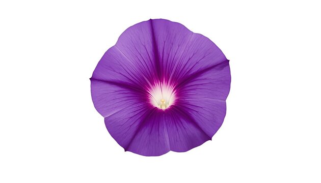 Purple Morning Glory Flower Isolated on Transparent Background, Detailed Botanical Floral Illustration with Delicate Petals for Nature, Gardening and Design