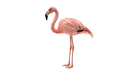 Elegant pink flamingo standing gracefully on its long legs against a white background © Sapphire