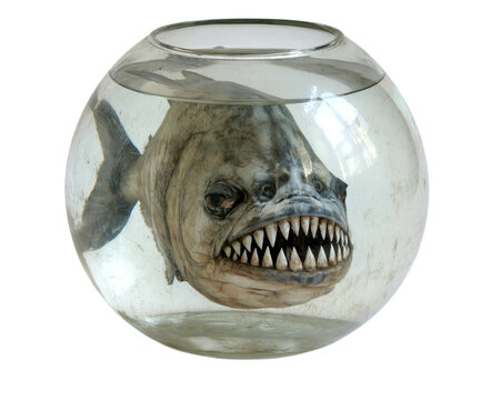 Scary realistic piranha fish with sharp teeth in fishbowl isolated on transparent background png cutout