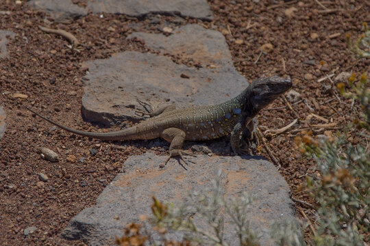 L&eacute;zard g&eacute;ant de T&eacute;n&eacute;rife 
