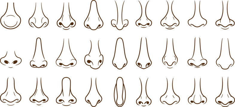 Diverse nose shape set for character design. 30 cartoon human nasal variations in brown vector outline. Face features for portrait illustration, anatomy study, and cosmetic surgery collection.