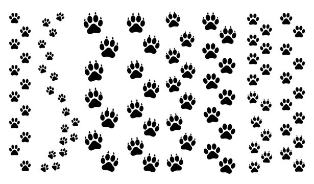 Cat and wild feline paw print trail vector collection with animal footprints paths for pet wildlife and nature design