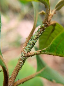 Macro photography of a colony of green aphids infesting a plant stem.