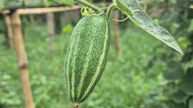 Fresh Striped Pointed Gourd Hanging On Bamboo Trellis In Farm Close Up Shot