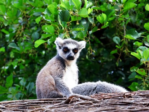 Ring-tailed lemur (Lemur catta) sitting on wooden branches with green leaves in the background. Selective focus.