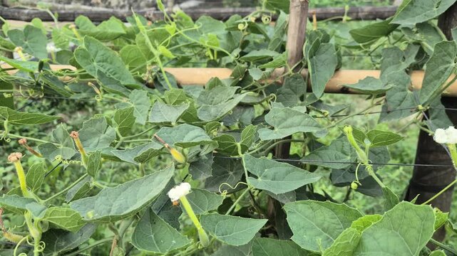 Pointed Gourd Vine With White Flowers And Small Fruits On Trellis Net Close Up