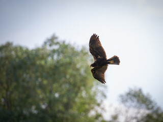 Fototapeta premium Marsh harrier in flight
