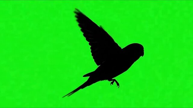Video Silhouette of parrot bird are flying on the green screen background.