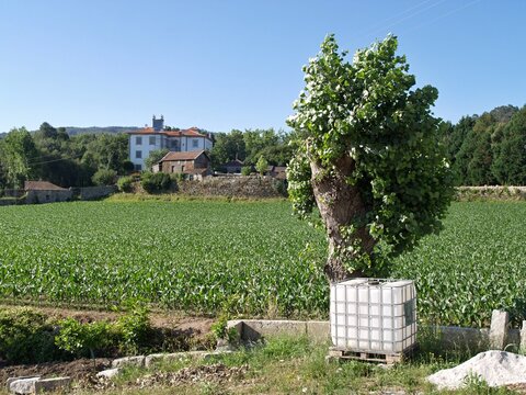 Rural agricultural landscape with a cornfield and traditional Portuguese house in Paco de Sousa,  Portugal - Norte