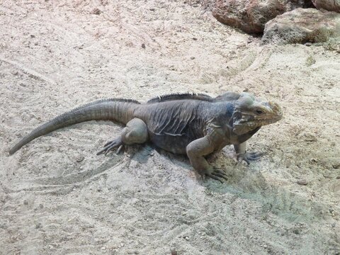 Iguane