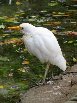aigrette