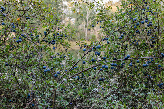Prunus spinosa. Blackthorn, a shrub with its fruits, the sloes.