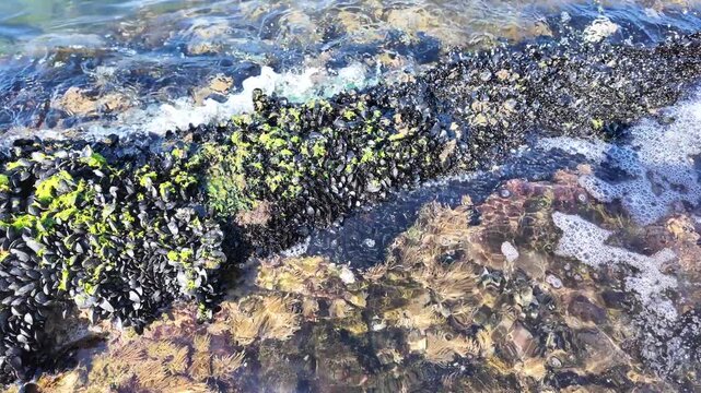 Mussels and green algae growing in a shallow tide pool on the Ligurian coast
