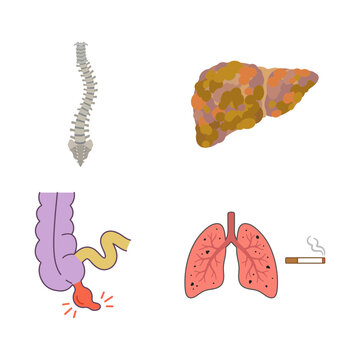 Collection of Human Anatomy Illustrations Featuring Internal Organs and Spinal Column