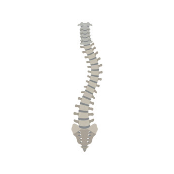 Anatomical Illustration of the Human Spine Showing Natural Curvature and Vertebrae Alignment