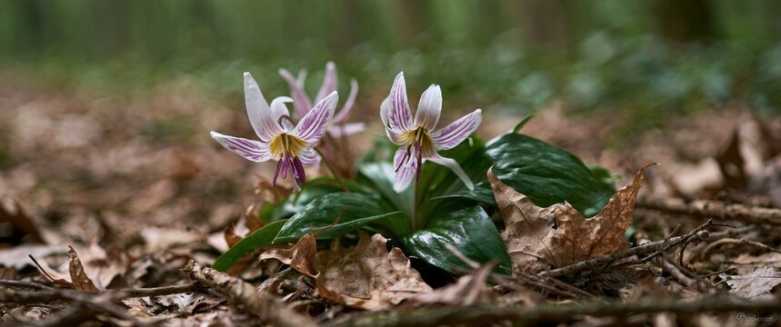 Trout lily flowers blooming on a forest floor with brown leaves