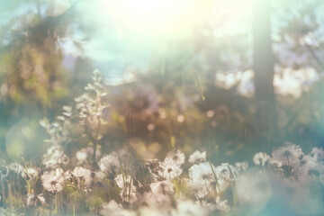 Fototapeta premium Sunny meadow