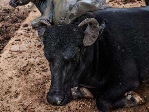 Close up portrait of a black water buffalo lying down in the mud