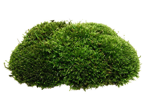 A lush green moss clump isolated on a black background for nature and botanical design projects