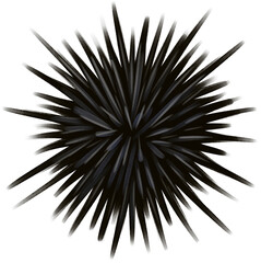 Fototapeta premium Black Sea Urchin