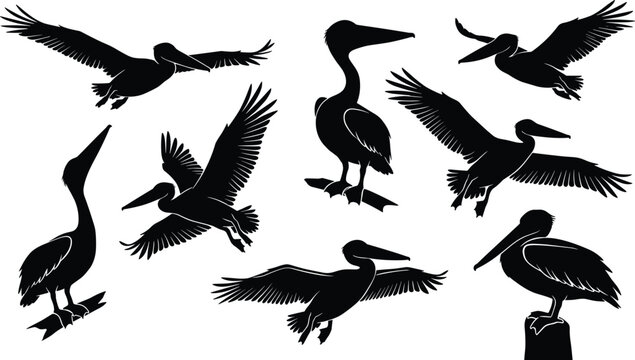 Pelican silhouette vector set of flying birds