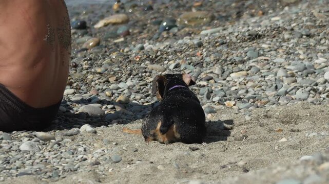 Cute Puppy Dachshund Sits on a Sunny Rocky Beach Shoreline