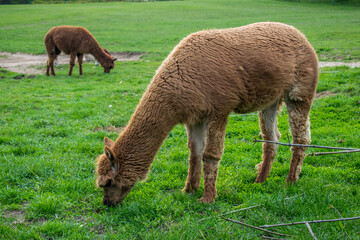Two alpacas grazing in a green pasture near Usti nad Labem © Pavel Jiranek