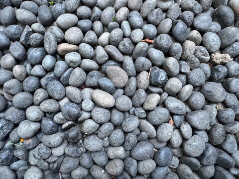 Close-up view of smooth, gray river rocks with small green plants and a yellow flower petal.