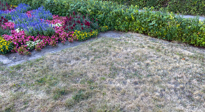 Grass in a park scorched by extreme summer heat and drought