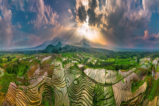 Aerial view of lush green rice terraces reflecting the sky in th