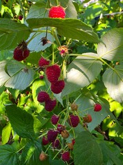 Close-up photo of ripe red raspberries hanging from green leafy branches in a sunny garden. © Baby AI