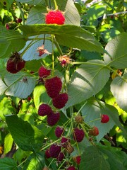 Close-up photo of ripe red raspberries hanging among lush green leaves in a sunny garden. © Baby AI