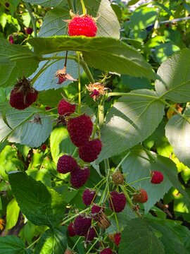 Close-up photo of ripe red raspberries hanging among lush green leaves in a sunny garden.