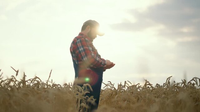Modern technology in agribusiness, farmer counting grains in agricultural fields . Man preparing to sowing and growing plants, bioengineering and agronomy, professional male farm worker in farmland