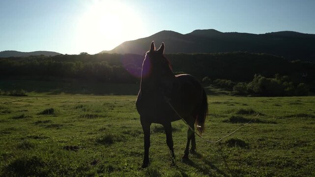 Horse sunset meadow, dark equine standing in a scenic grassy field during golden hour with mountains in the background for natural lifestyle