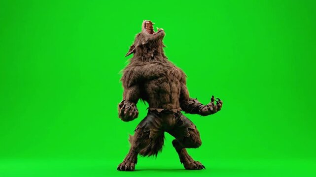 Fierce werewolf howling in aggressive pose on a green screen background