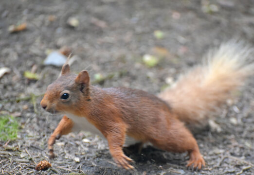 Red squirrel about to jump on the Snaizeholme Trail near Hawes in Wensleydale, Yorkshire Dales National Park