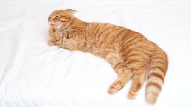 A red tabby cat lies on white bed and licks its paws.