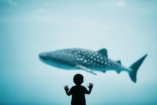 Child looking at a large fish swimming behind the glass in an aquarium during the day