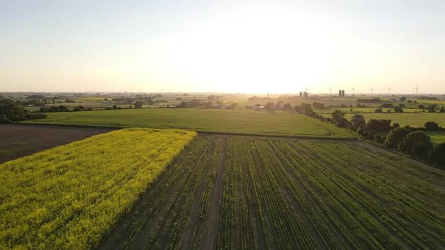 Drone footage flying over lush green agricultural fields towards bright sun and windmills at sunset.