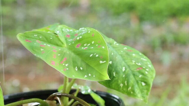 Raindrops falling on green Caladium leaves with pink spots in garden.