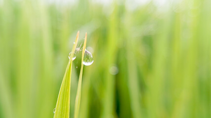 Dew drop on green grass blade close up in field background  © Nasi