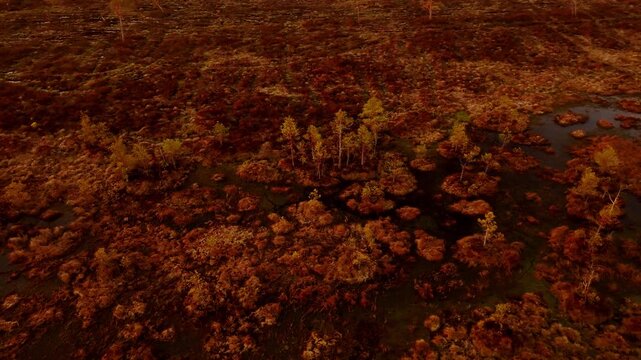 Drone reveals amber bog pools and sparse pines across Kemeri wetlands in Latvia