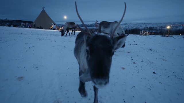 Close reindeer portrait on snowy Arctic plain with Sami lavvu in Norway