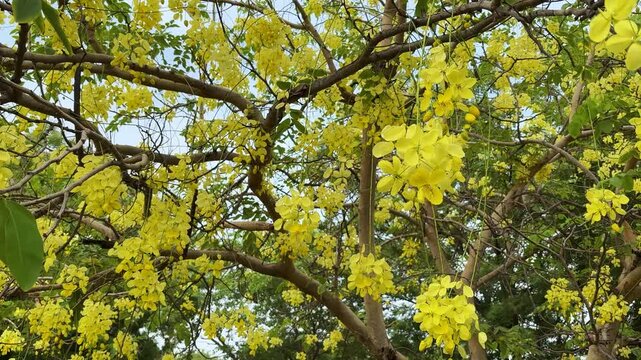 Yellow Cassia Fistula Flowers Blooming on Tree Branches in Spring