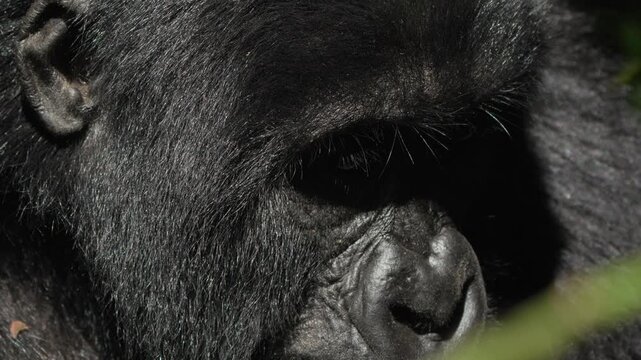 Close up of the face of a mountain gorilla in Uganda