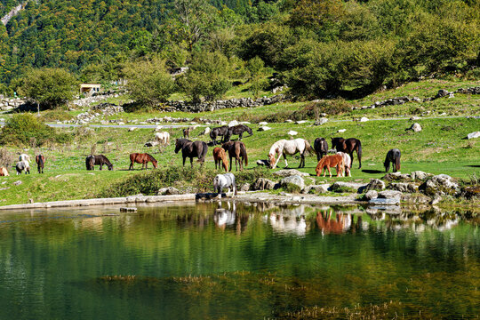 Horses in a meadow by the wonderful altitude lake of Lac d'Estaing in the Lavedan, Hautes-Pyrenees, France.