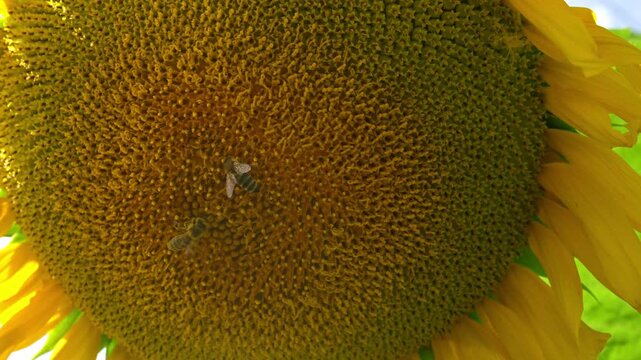 Honey bees collecting nectar on a large bright yellow sunflower on a sunny day. Macro shot of a bee on a sunflower head embodying productivity natural harmony and the cycle of life