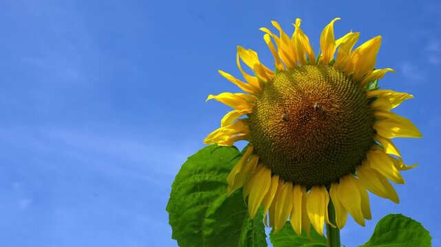 Busy honeybees gathering sweet nectar from a vibrant sunflower, highlighting the crucial role of bees in pollination and supporting plant growth. 4k video with copy space.